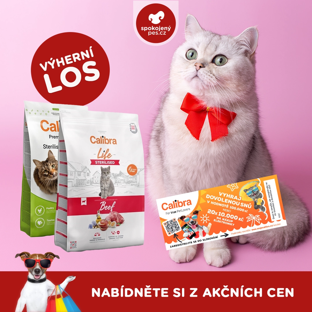 cat los.webp